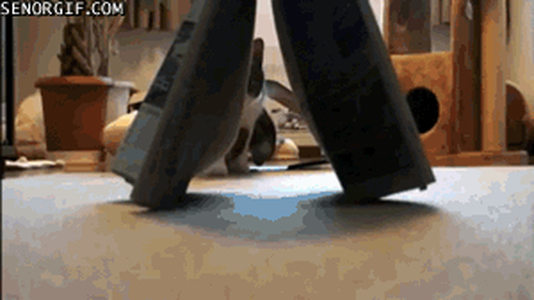 10 Cats Who Are Winning At Hide And Seek
