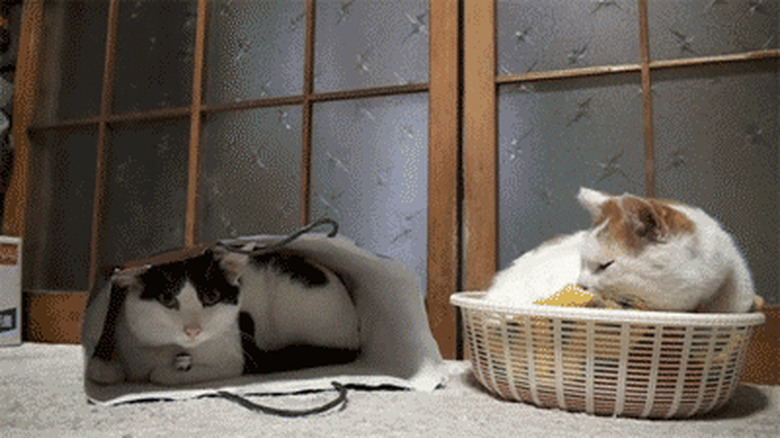 cat swiping at other cat