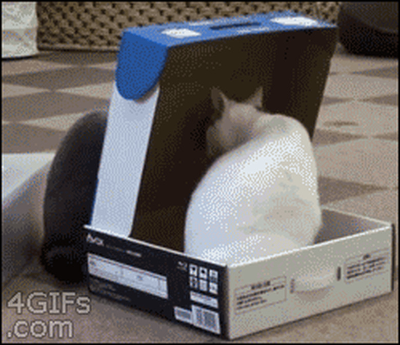 cat closing another cat in a box