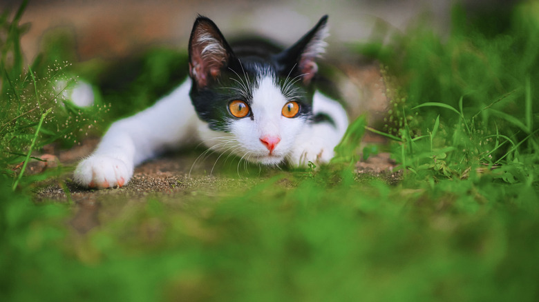 curious black and white kitten Mixed-Breed Cat at backyard of the house prepare to attack hunt