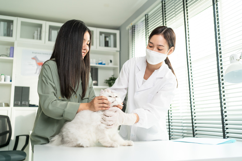 Asian veterinarian examine cat during appointment in veterinary clinic. Professional vet doctor woman sit on table