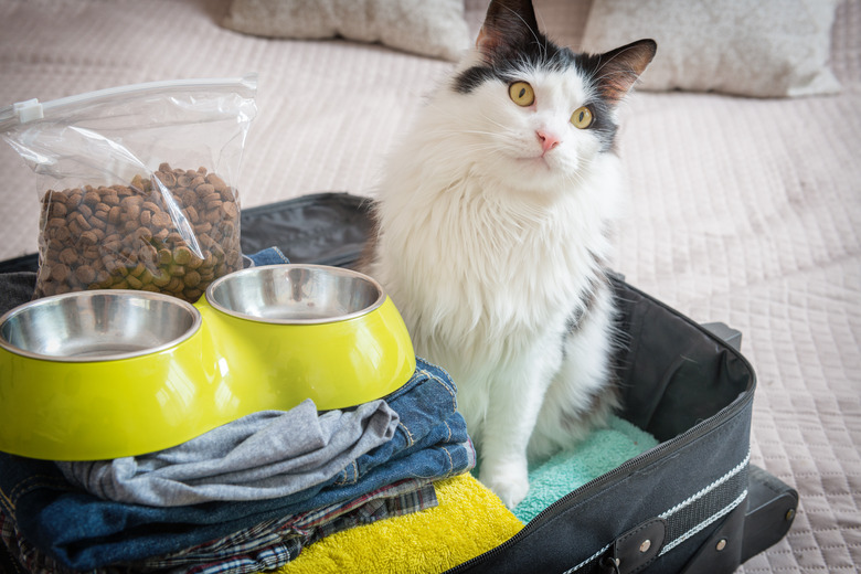 Cat sitting in a packed suitcase with clothes