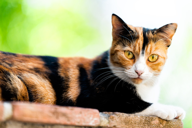 Calico cat face closeup outside with green orange eyes looking at camera in garden lying down on brick wall with black and white fur and bokeh blurry background in Perugia