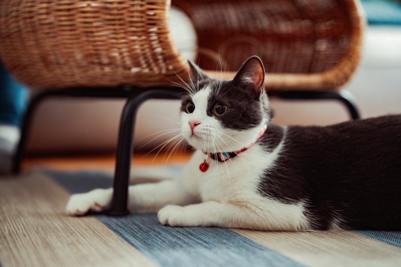 Grey and white cat lying on the floor by an accent chair.