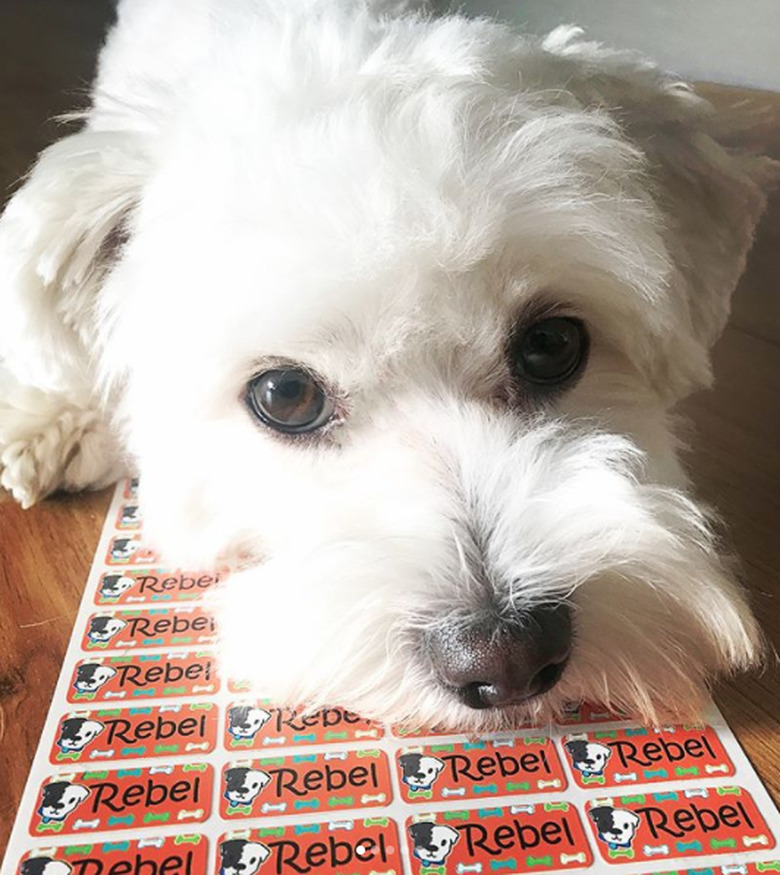 White maltese dog poses for cute picture