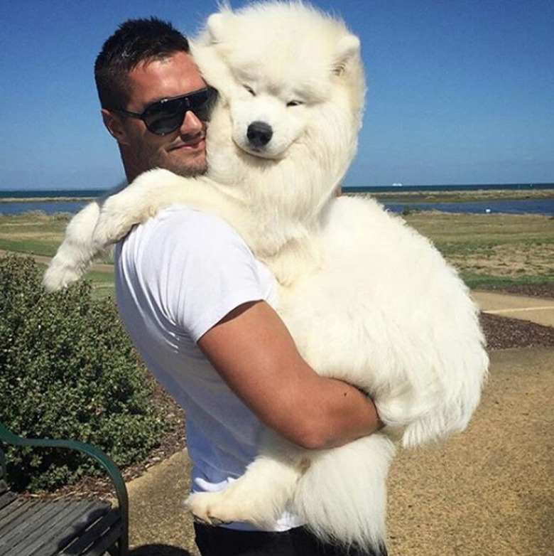 Fluffy white samoyed hugs human dad