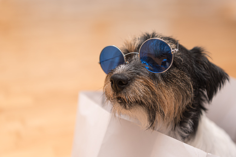 Close up of a crazy small Jack Russell Terrier dog is sitting in a white paper bag