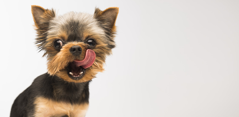 dog licks on a light background