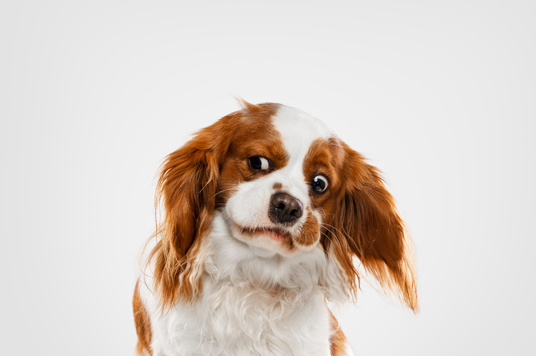 Cute dog with confused and dumbfounded look