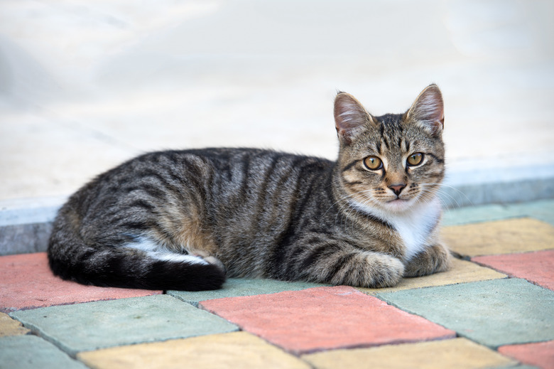 hard to be hungry. homeless animals. cat in street. fluffy kitten outdoor. outbred cat relax on road. domestic animal. pet lying outside. concept of veterinarian. purebred and pedigreed. mestizo pet