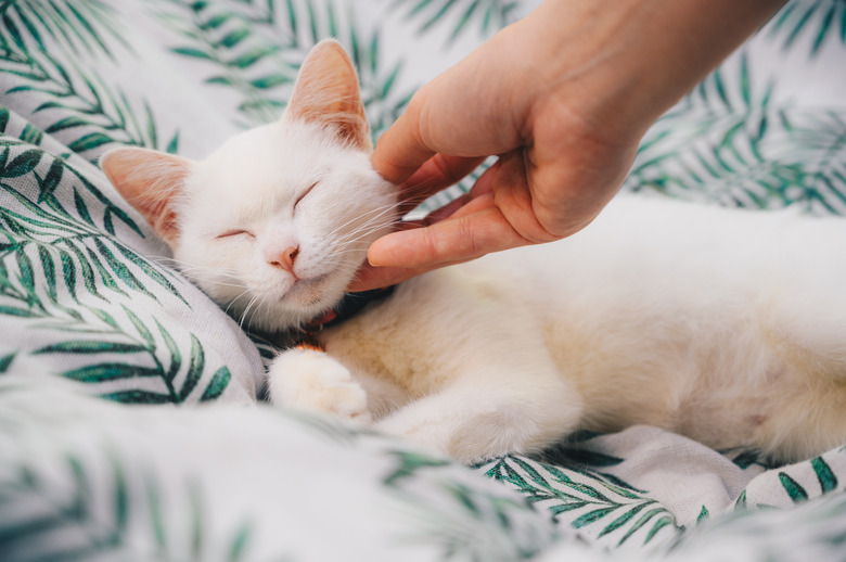Someone hand scratching and plying a white cat while sleeping.