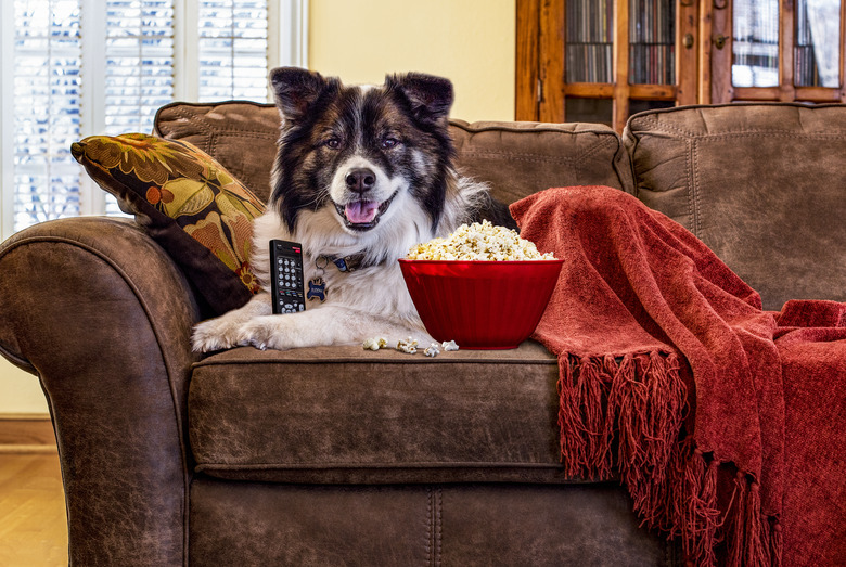 Dog on a couch with the TV remote