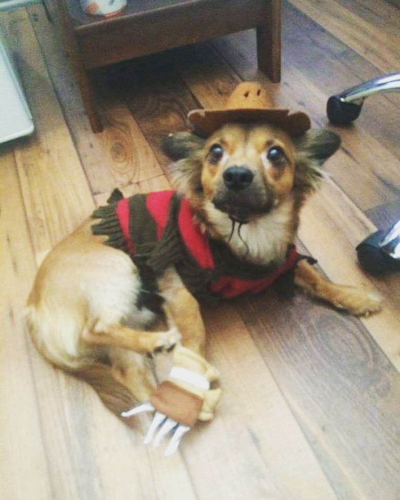 100+ horror movie names for dogs