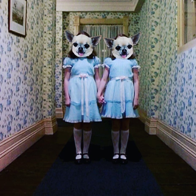 100+ horror movie names for dogs