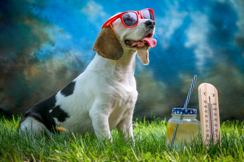 Happy dog lying on grass and feels warm with sunglasses and lemonade