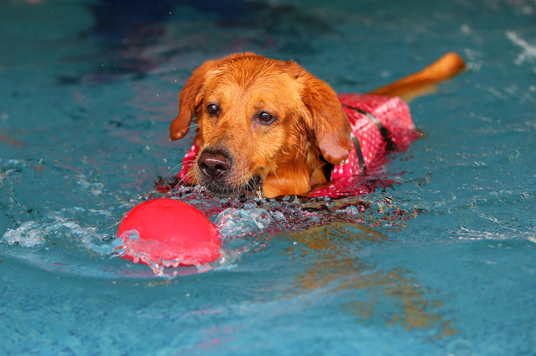 Dog swimming