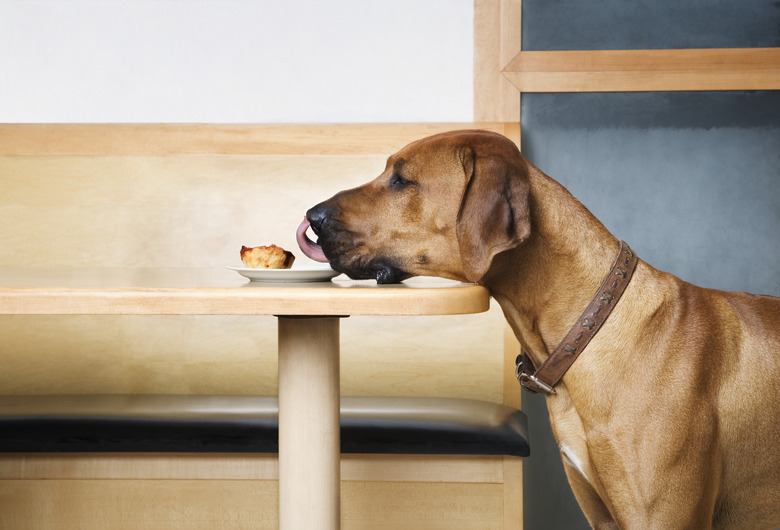 Rhodesian Ridge Back dog licking custard tart on table