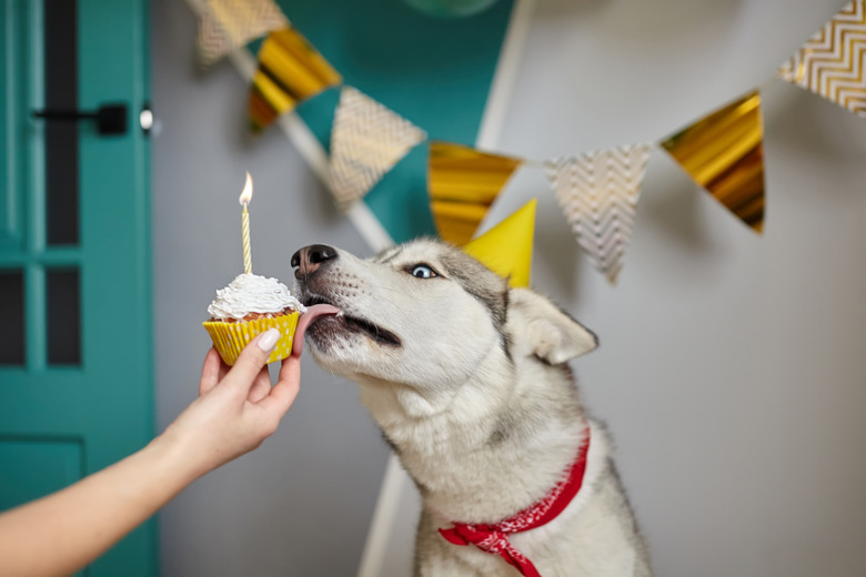 Dog pet birthday