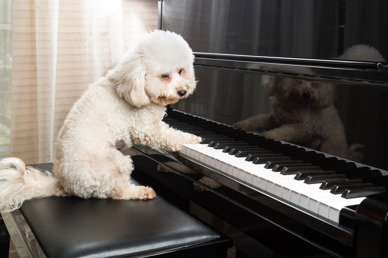 Pop Star Names For Dogs