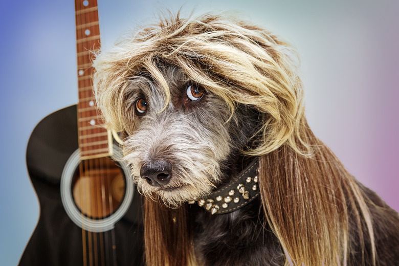 Funny Punk Rock Star Dog