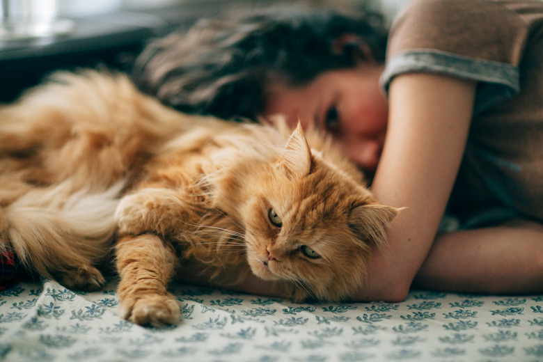 Hairy cat and young woman resting on sofa at home