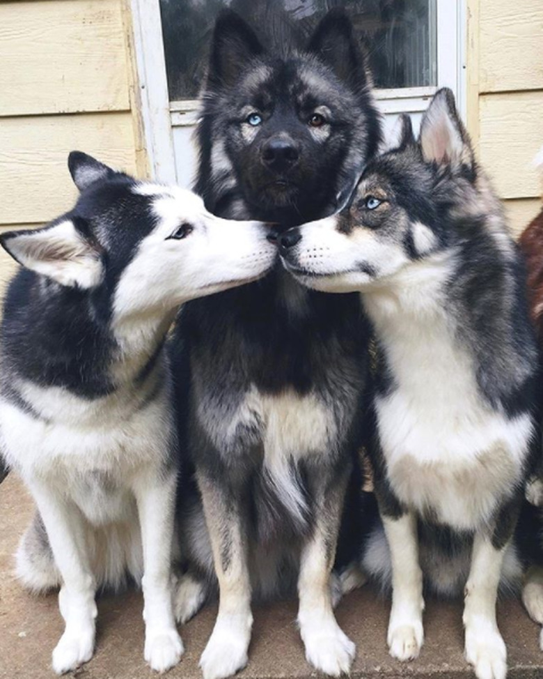 100+ fab names perfect for a Siberian husky dog