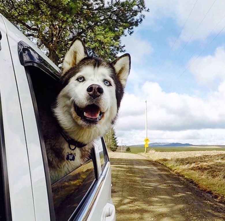 100+ fab names perfect for a Siberian husky dog