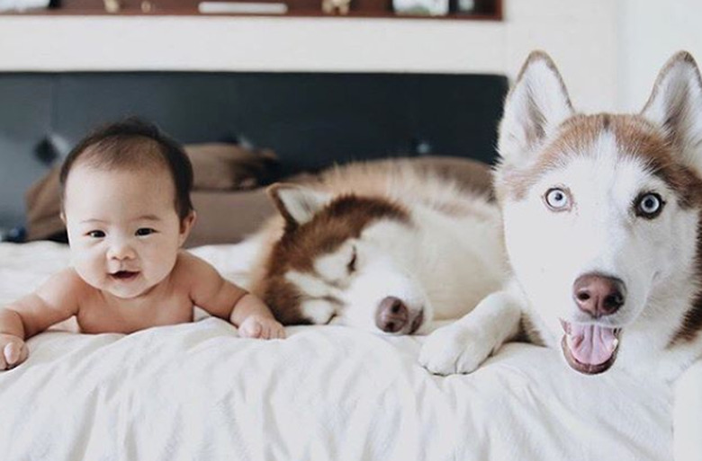 100+ fab names perfect for a Siberian husky dog