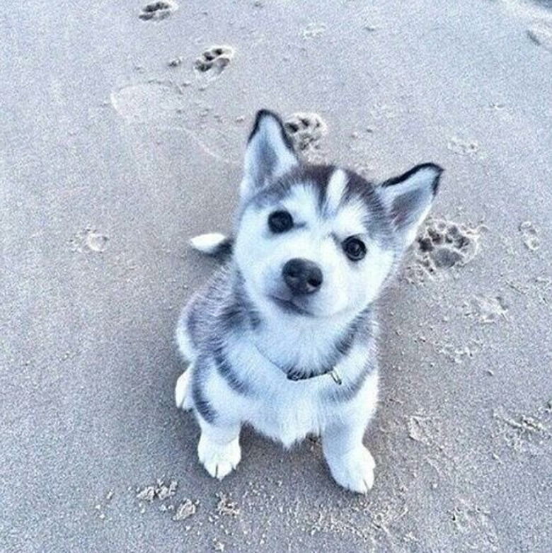 100+ superb names for a Siberian husky dog