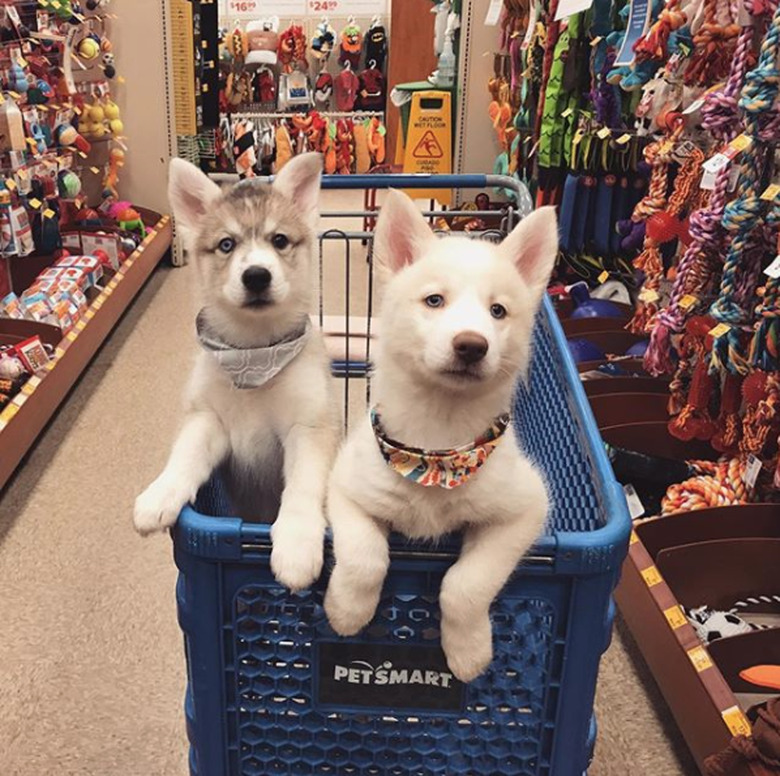 100+ superb names for a Siberian husky dog