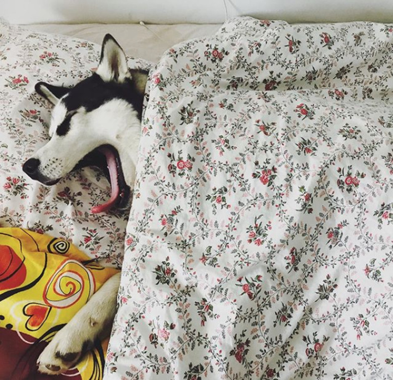 100+ fab names perfect for a Siberian husky dog