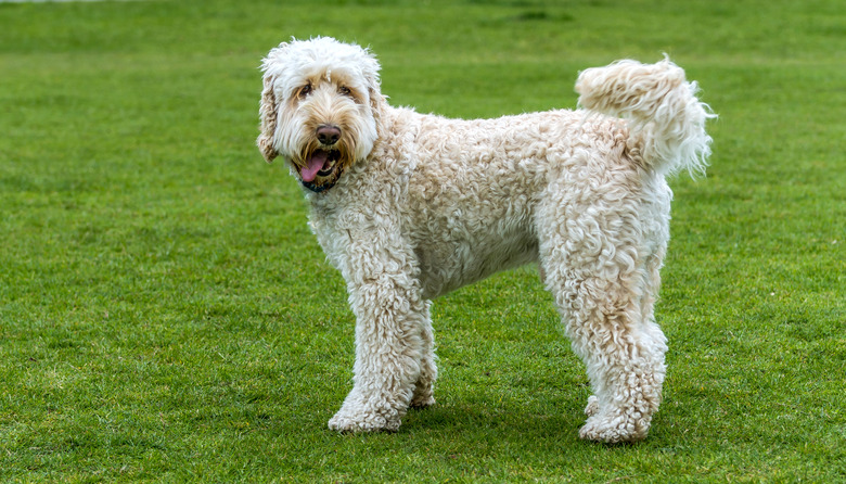 Dog with it's tongue out