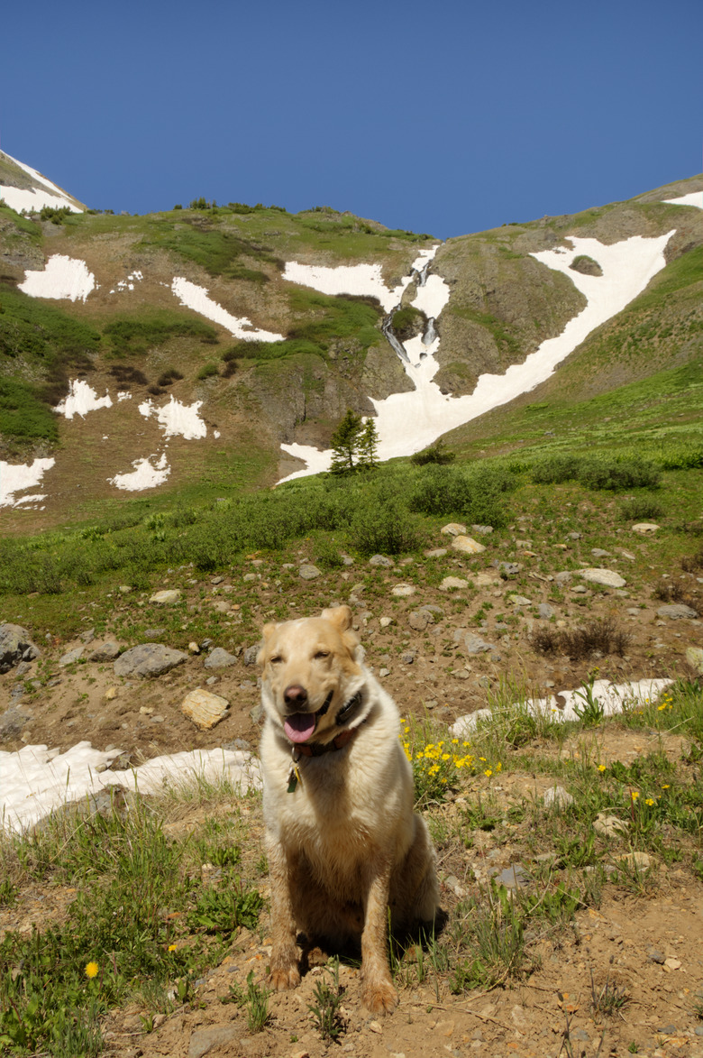 Contented Dog on a Mountain Hike