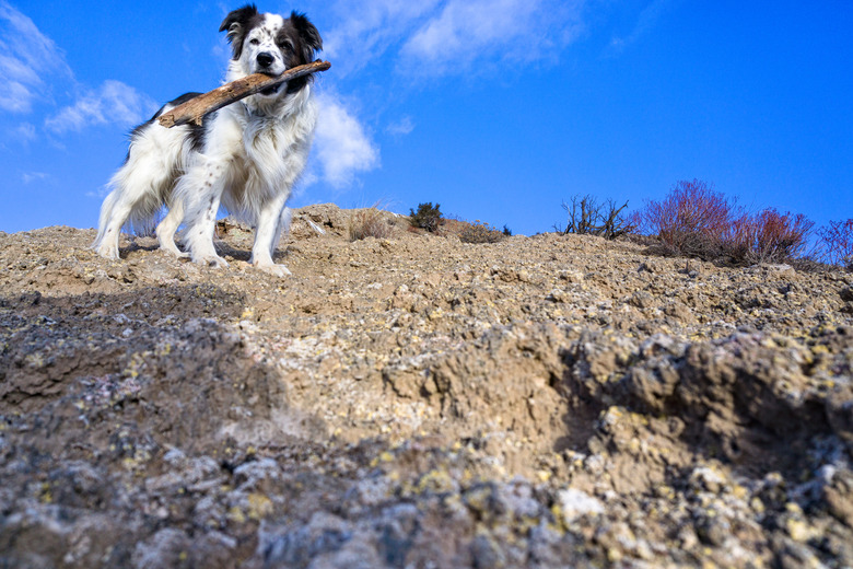 Dog with Stick Outdoors