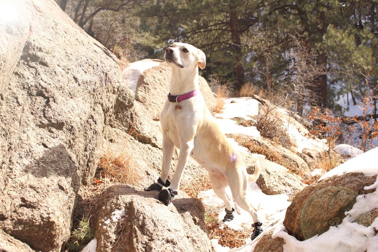 Dog On Rock During Sunny Day