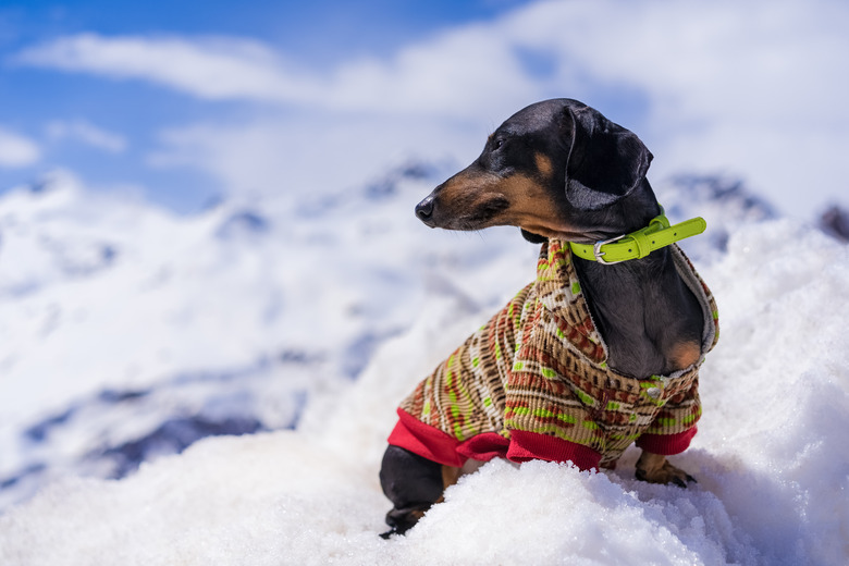 dog of the dachshund breed