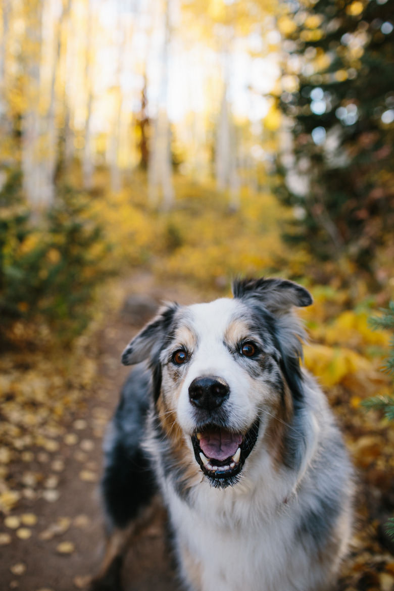 dog smiling in aspen forest