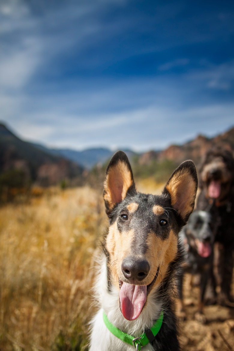 Smooth Collie and Friends