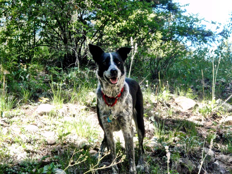 Hank the cow dog on a hike in Colorado