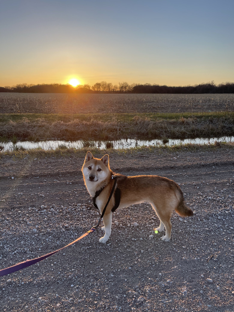 Miss Mila Taking a Walk