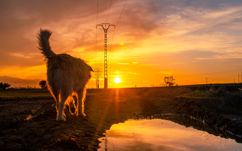Beautiful shot of a dog walking through the open field at the sunset - freedom