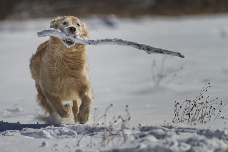 Golden retriever with branch running in snow