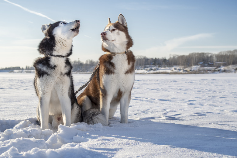 Husky dogs on winter walk. Siberian husky howls