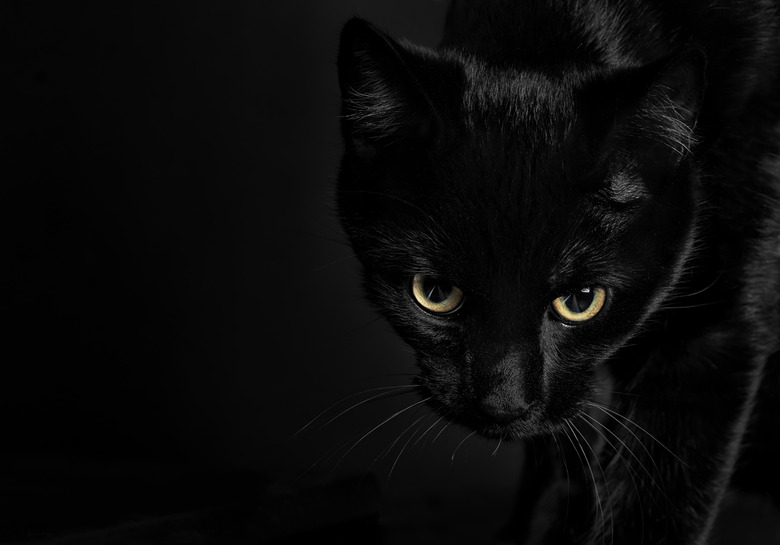 Beautiful black cat with intense look amd shiny yellow eyes on black background