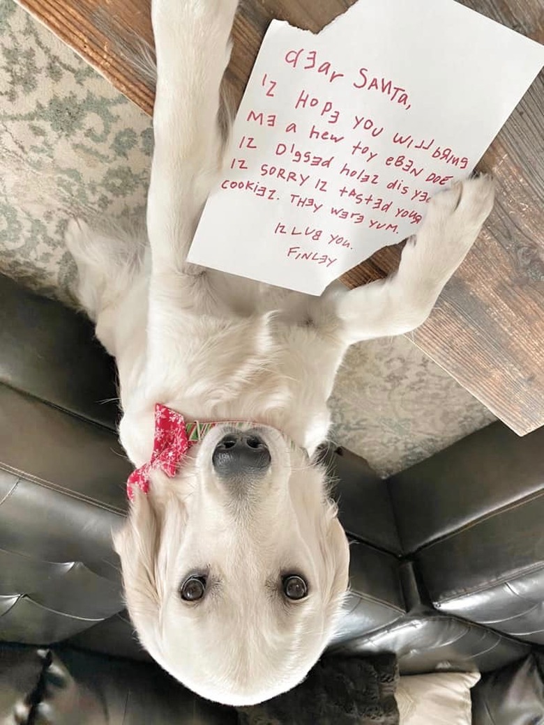 A dog writes letter for santa