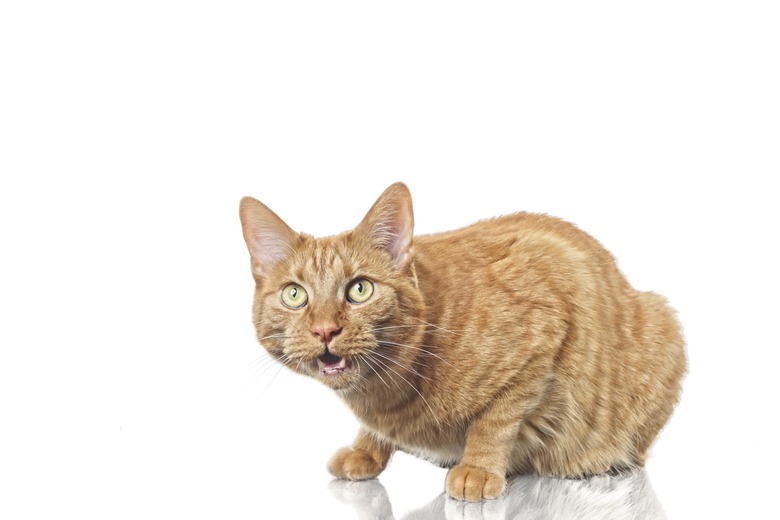 Angry ginger domestic cat against white background