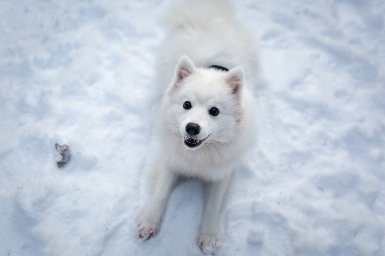 Dog sitting in snow