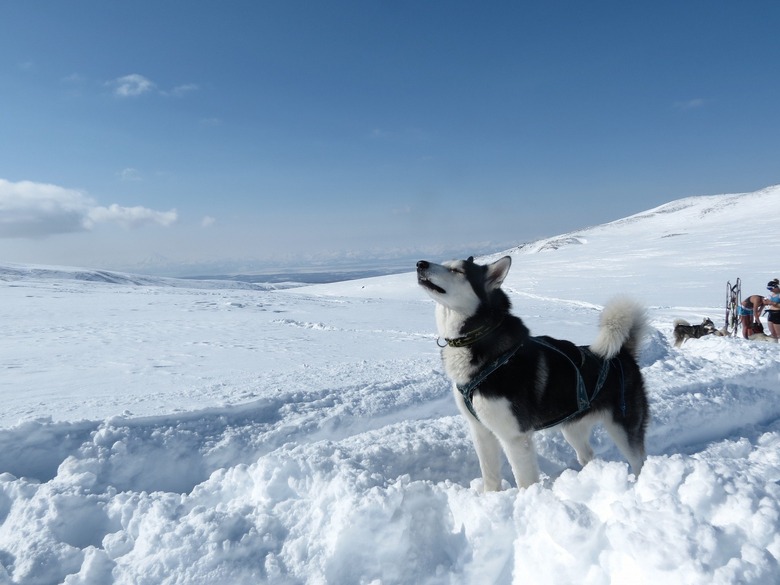 Dog standing in snow