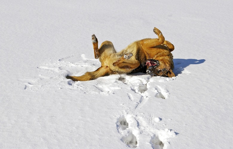 Dog rolling in snow
