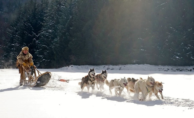 Sled dog team